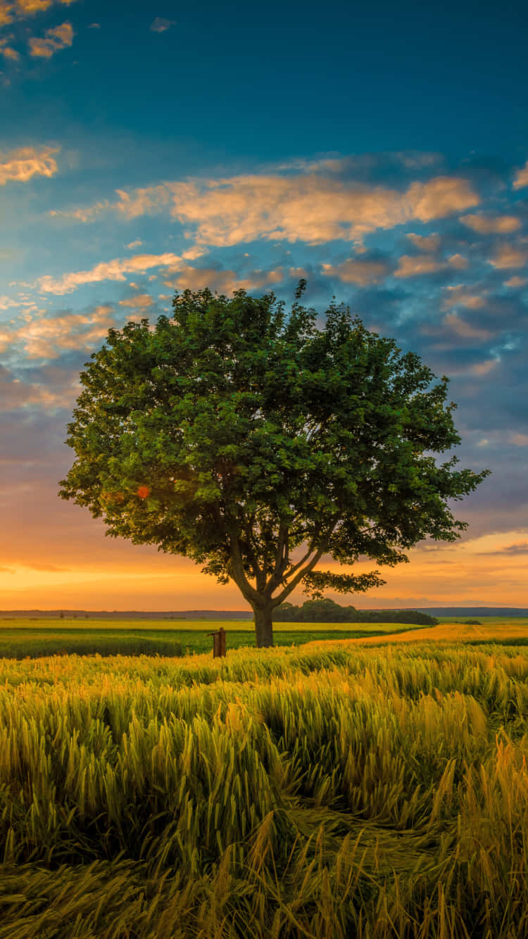 Trees iPhone Wallpaper