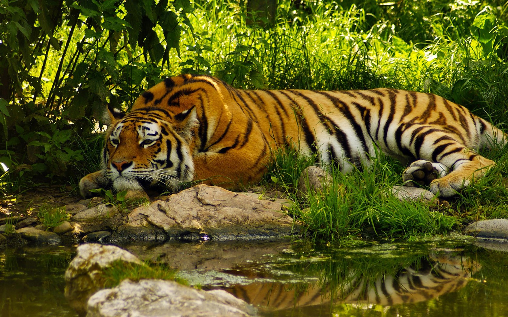 Royal Bengal Tiger Wallpaper Which Is Under The