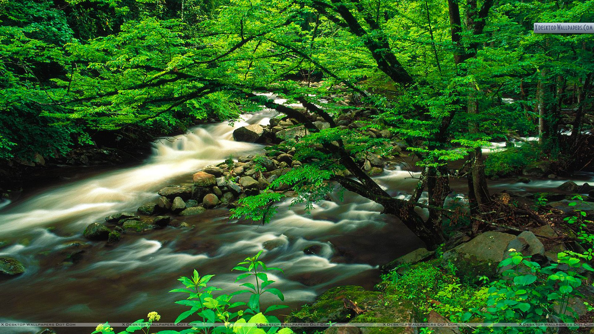 Tremont Great Smoky Mountains National Park Tennessee Wallpaper