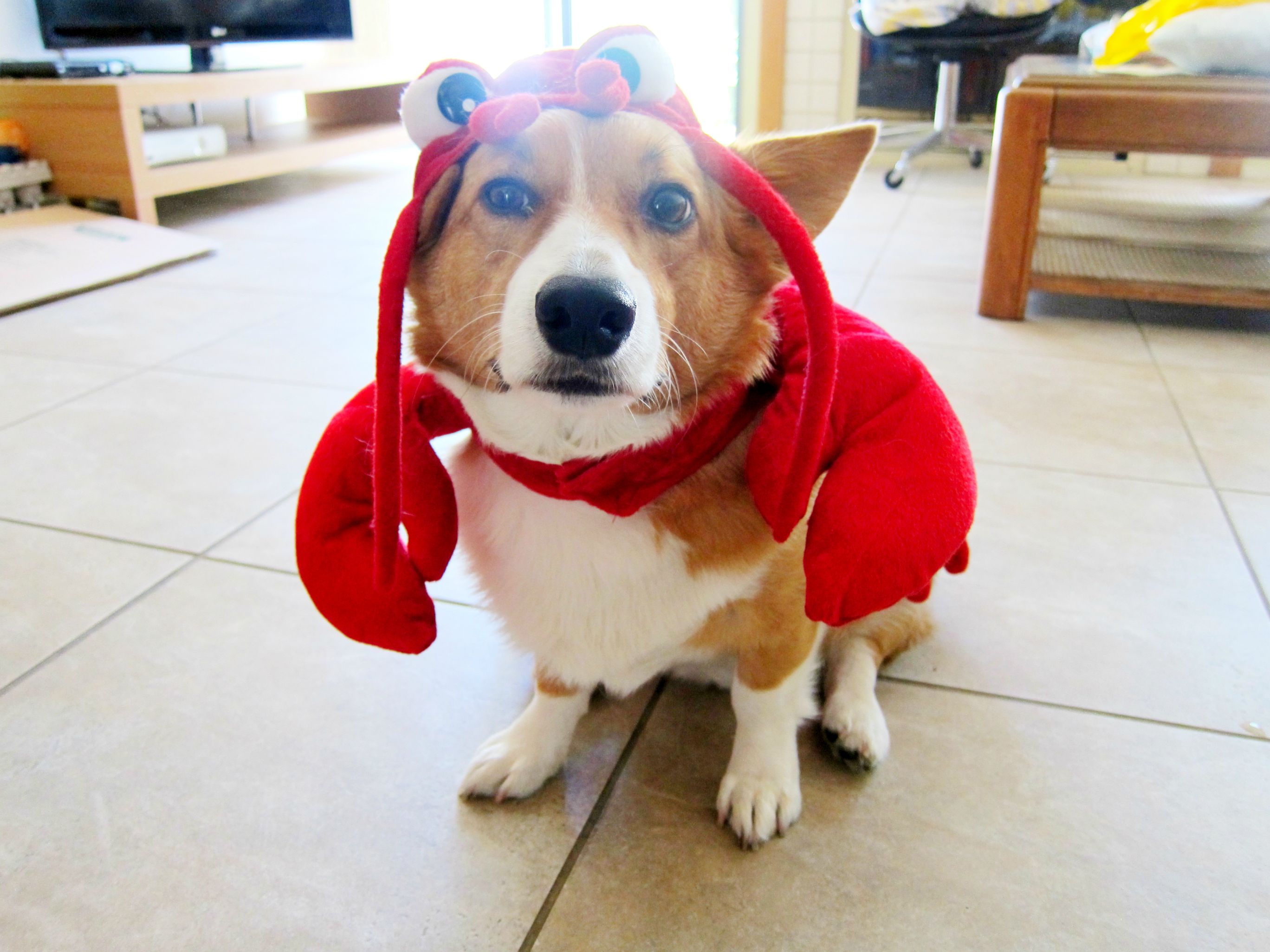 Meet My Little Lobster Corgi He S Probably Up To No Good Pikdit
