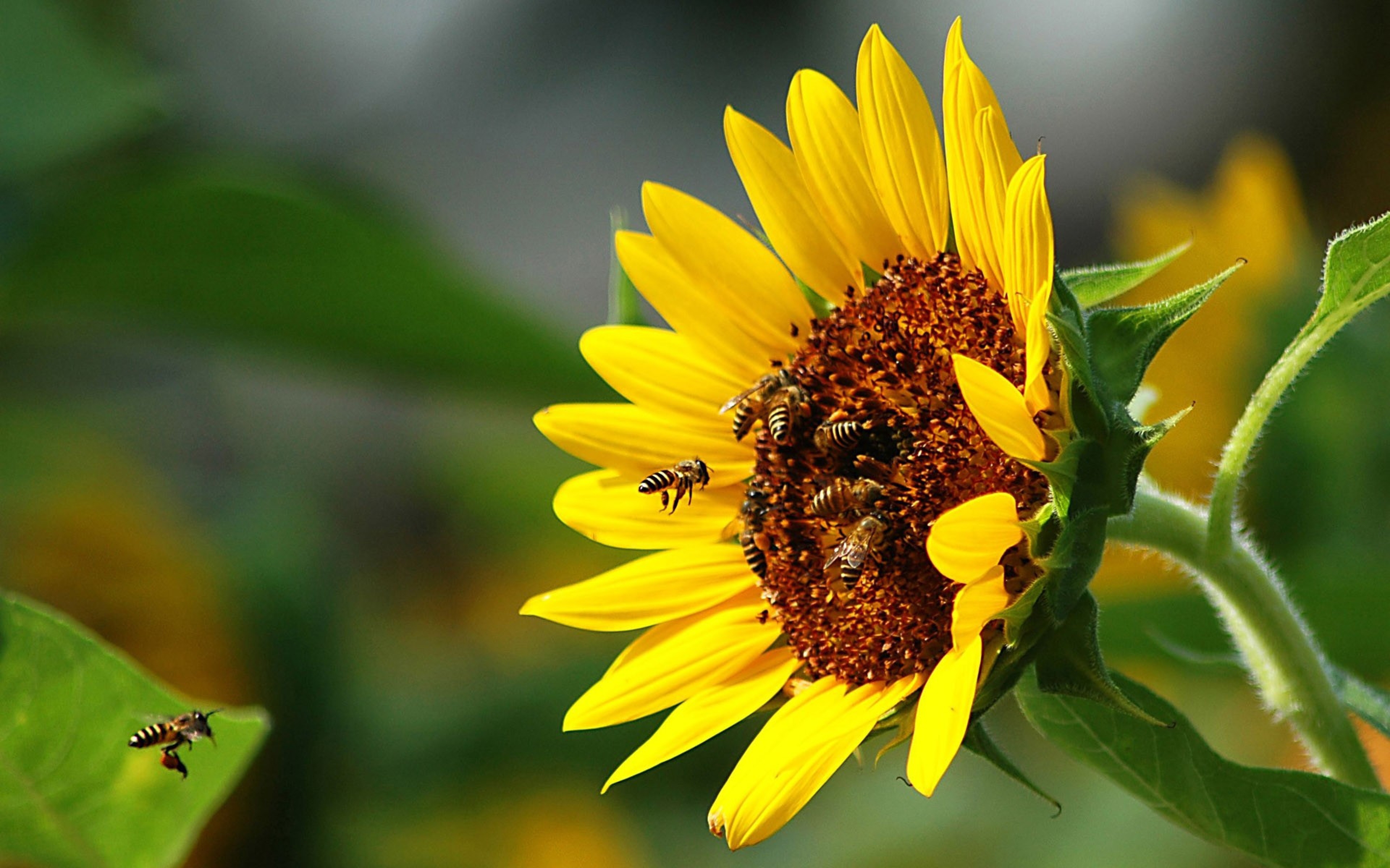Wallpaper Bees Pollination Flower Flight