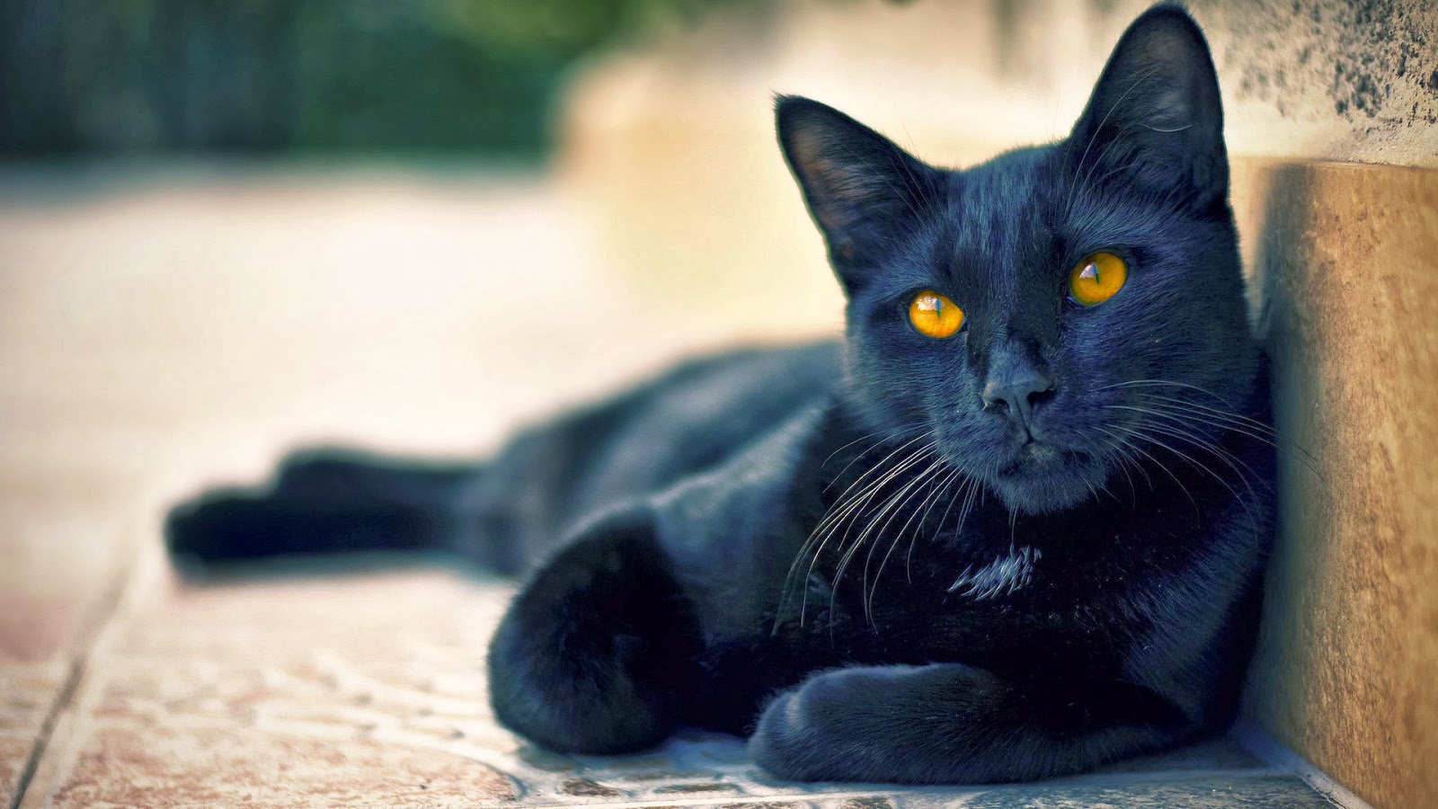 Black Cat Wallpapers HD Free Download Unique Wallpapers