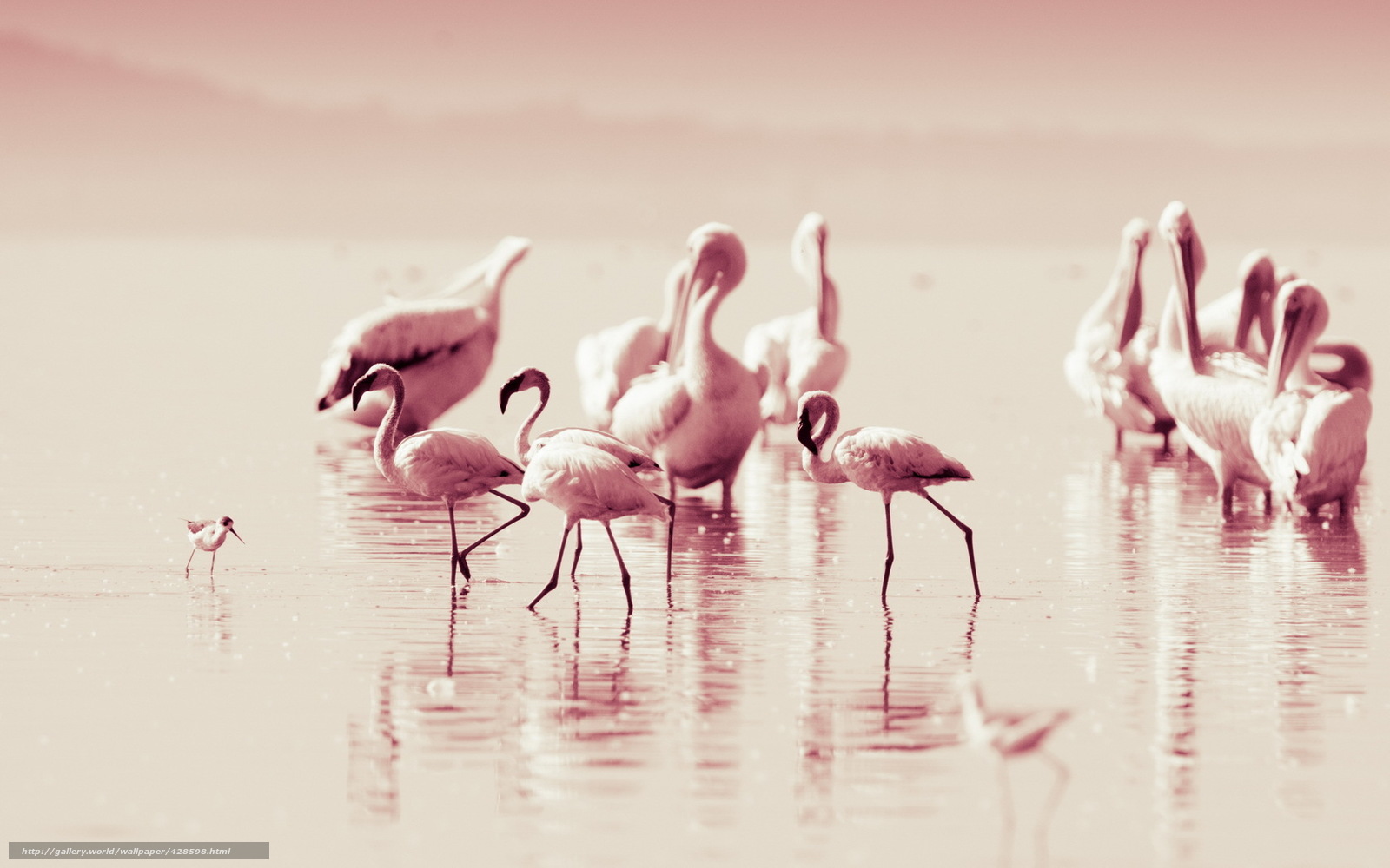 Wallpaper Birds Flamingo Nature Desktop