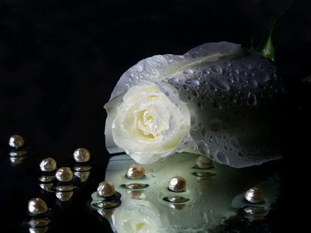 Pure White Rose Flower Wallpaper Awesome