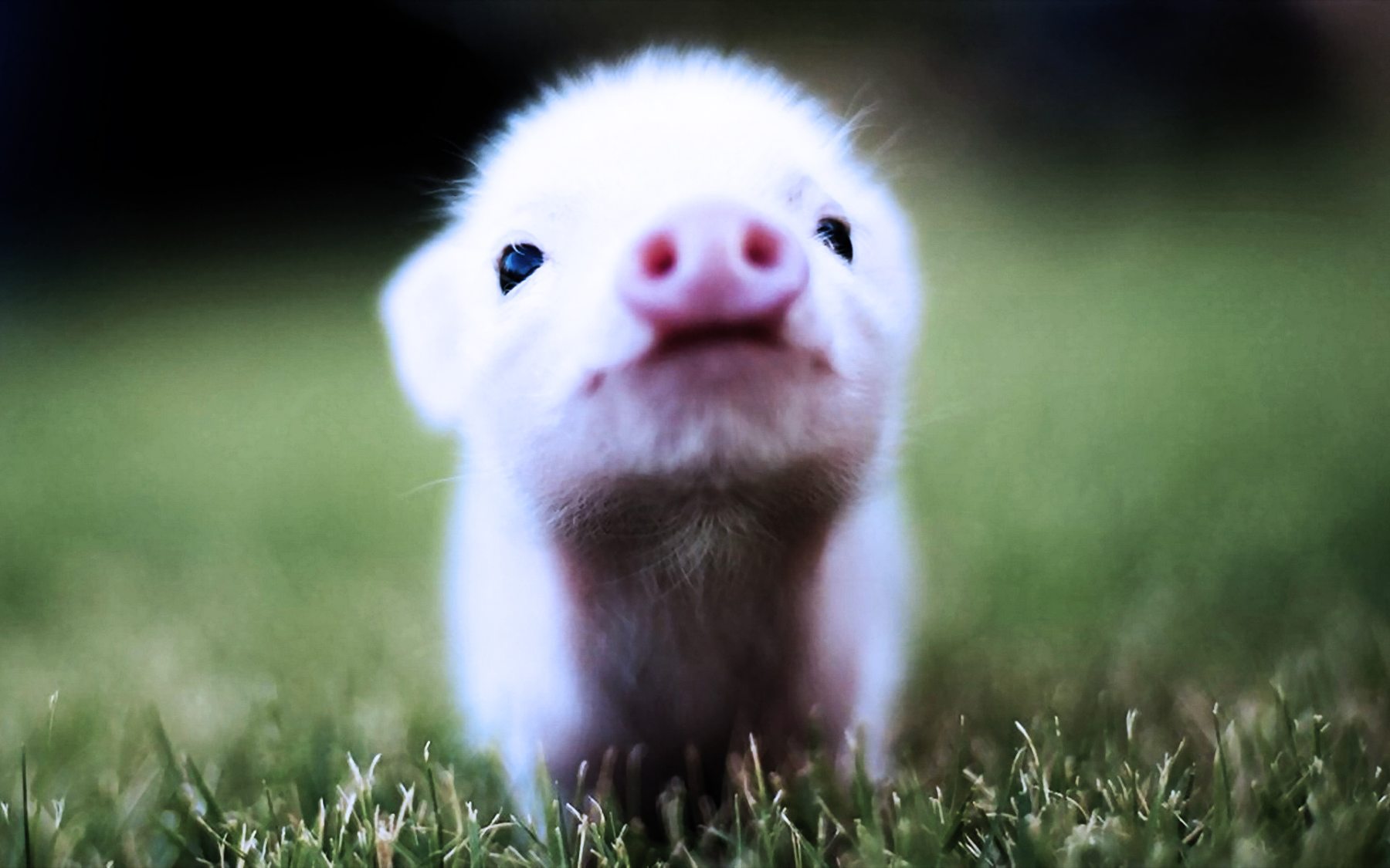 Baby Pig Wallpaper 20042 Hd Wallpapers in Animals   Imagescicom