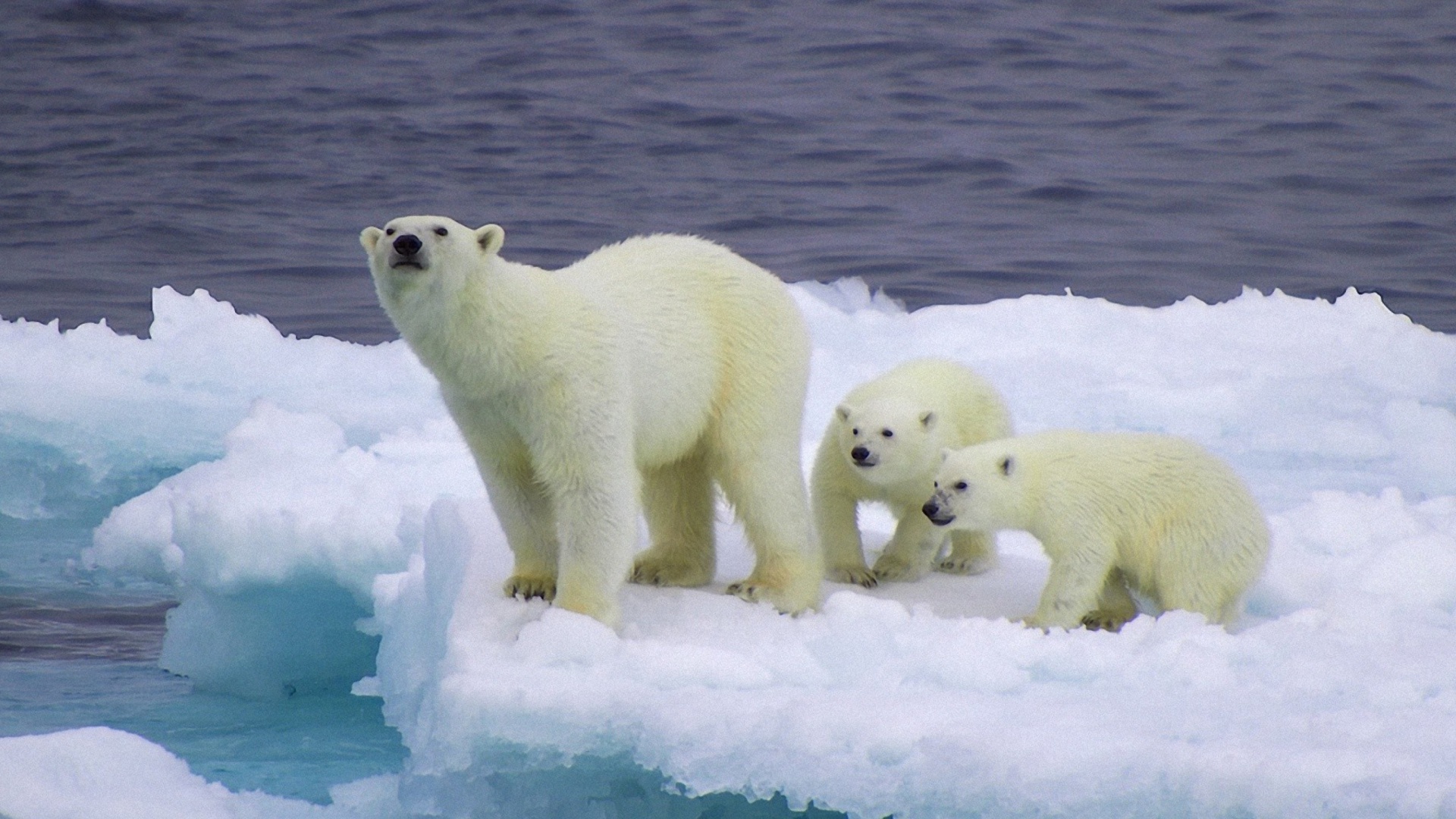 Polar Bear And Cubs On Iceberg Wallpaper1920x1080 Wallpaper