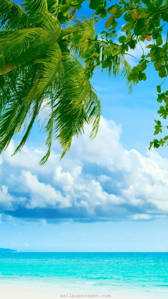 Paradise Beach And Palm Tree iPhone Wallpaper Ipod