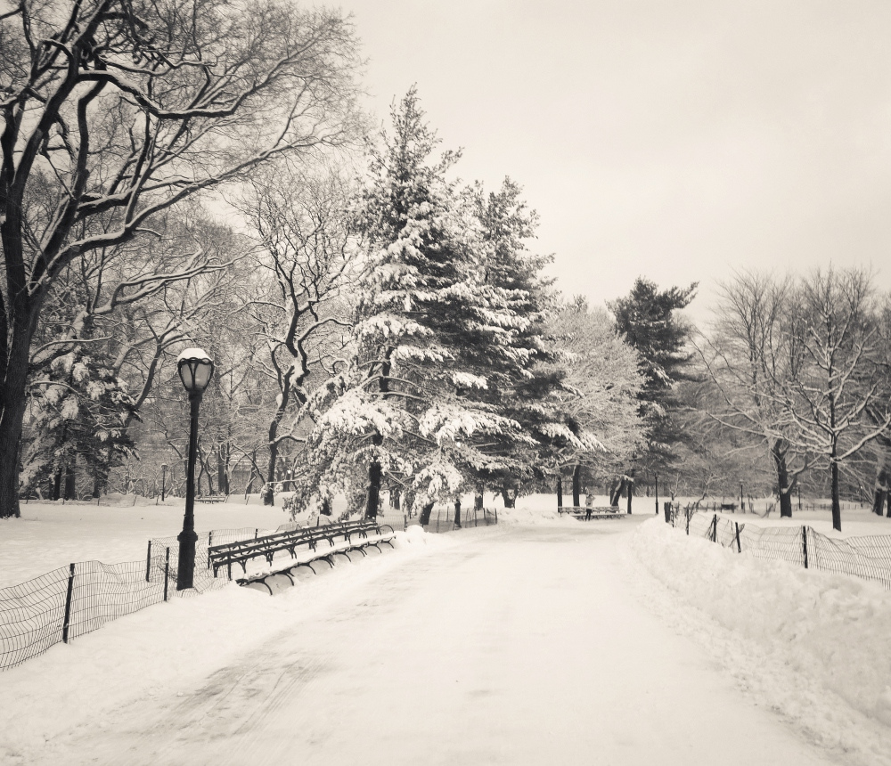 Central Park Winter Trees Covered With Snow New York City Photo On
