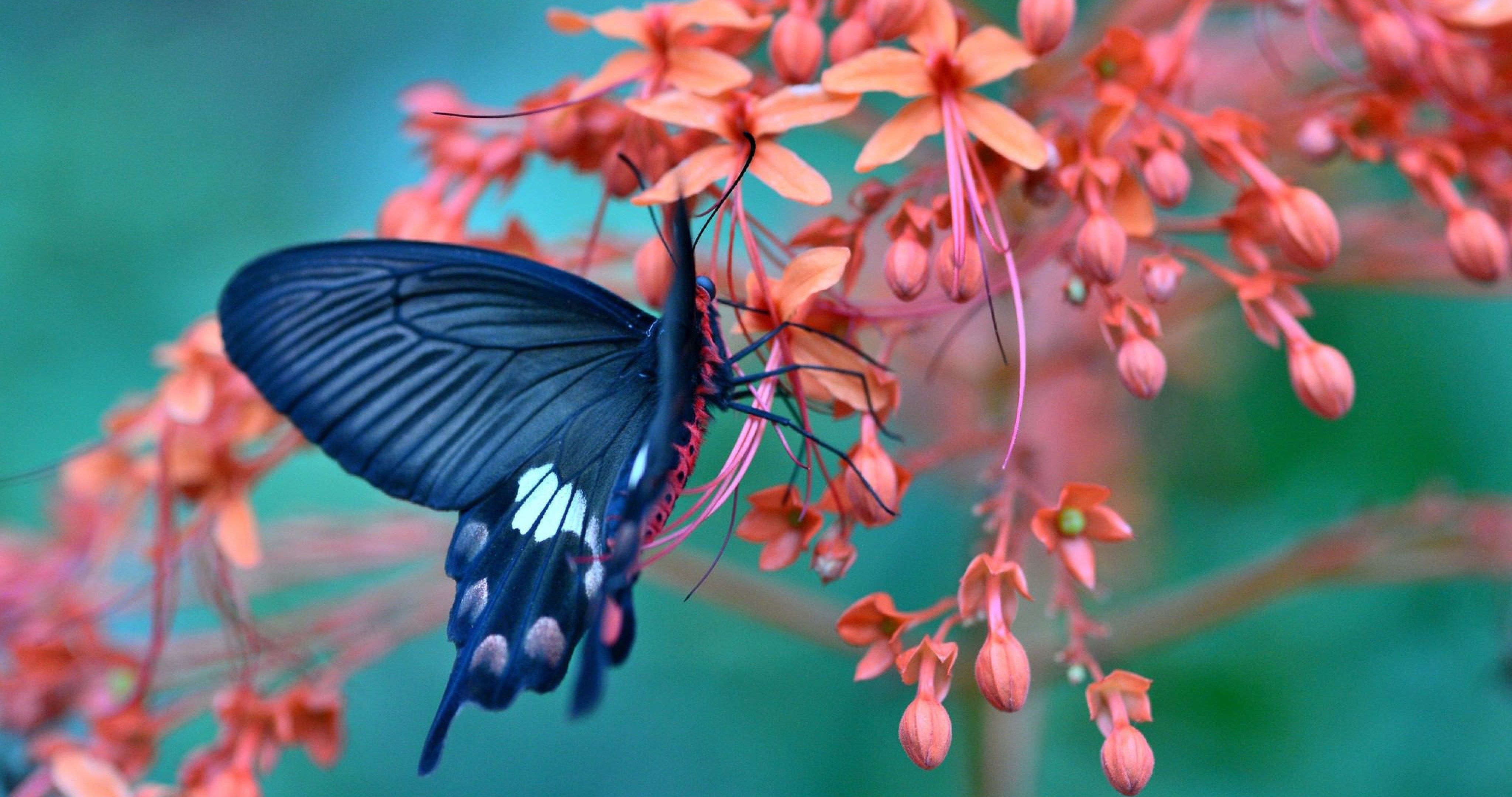 Butterfly On Flower Amazing 4k Ultra HD Wallpaper Ololoshenka
