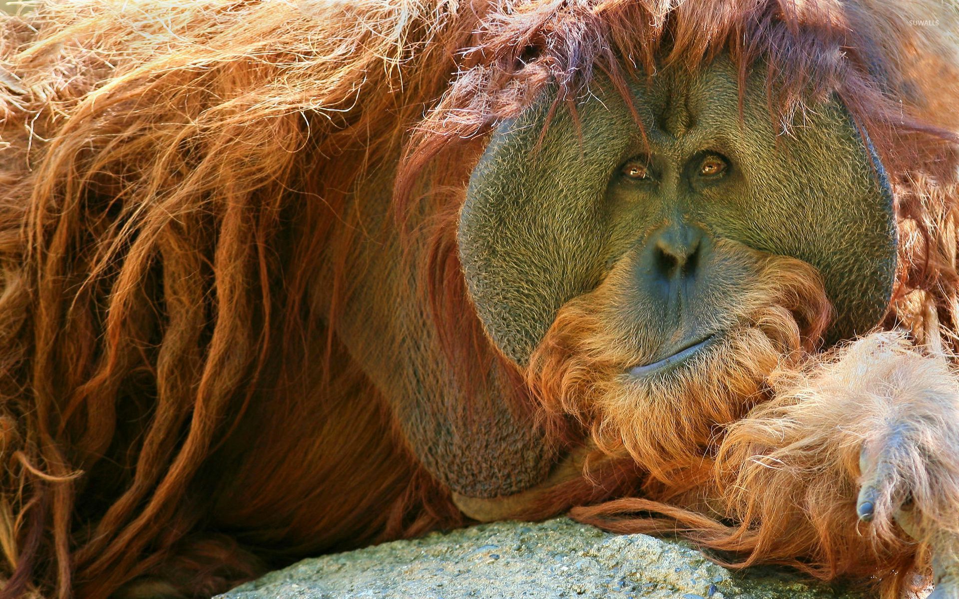 Orangutan Resting On The Rock Wallpaper Animal