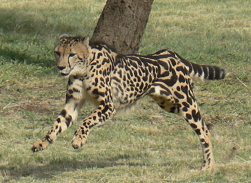 The King Cheetah Amazing Facts Pictures Wildlife