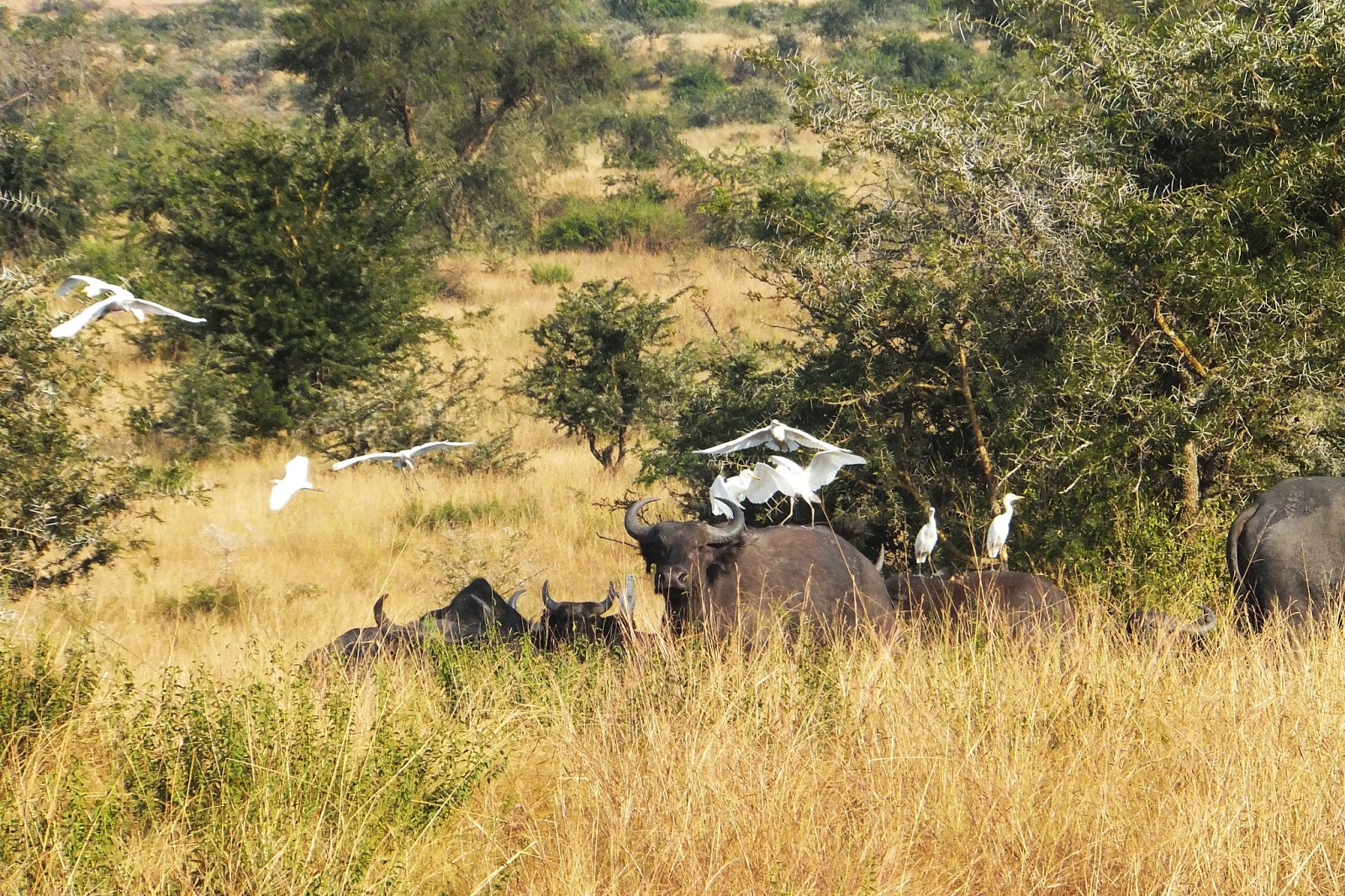 Free download lion king wallpaper border [1600x1066] for your Desktop