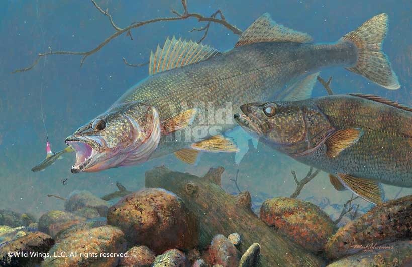Gallery Featuring Walleye Clipart Illustrations And Cartoons