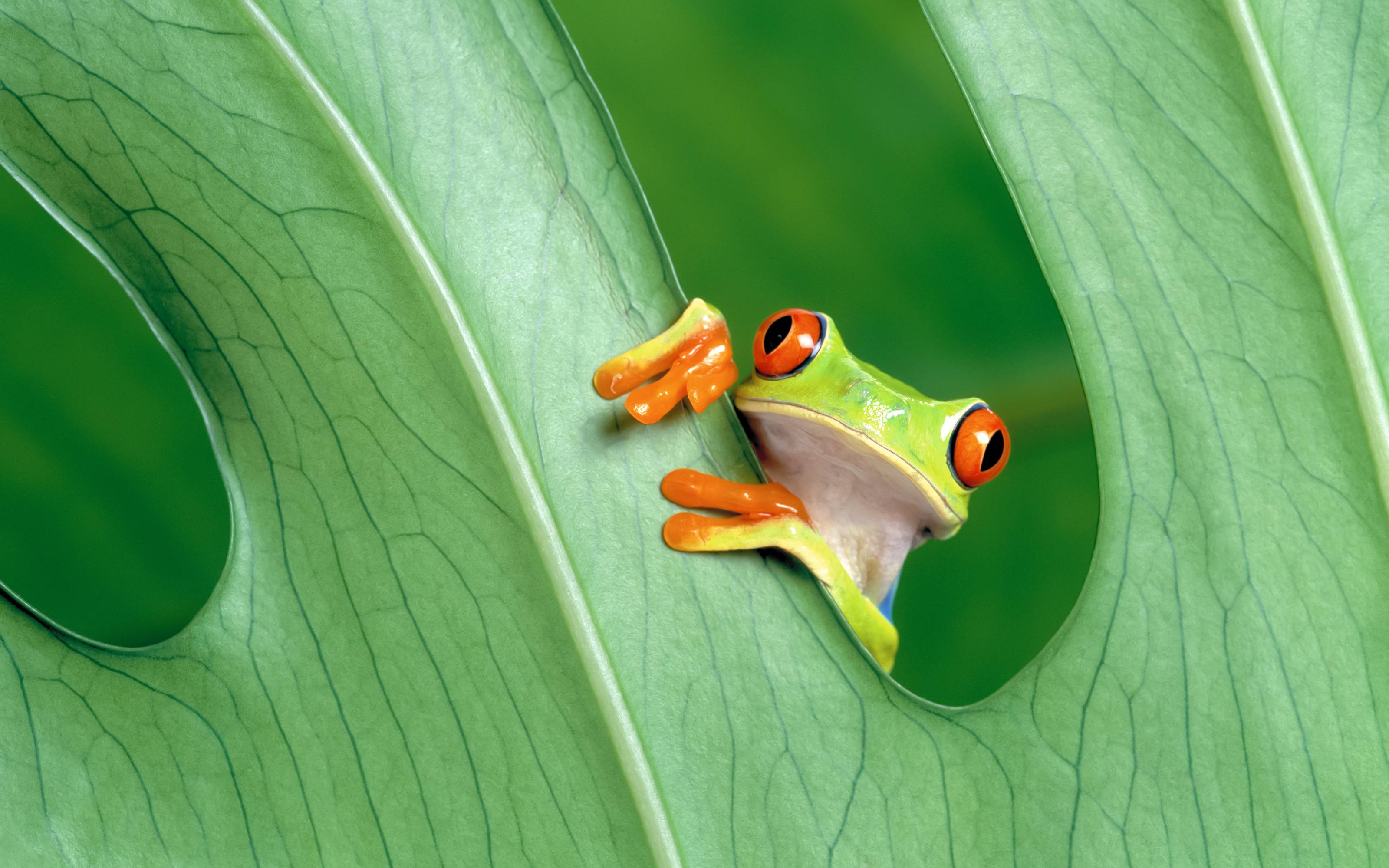 Frog Wide Wallpaper
