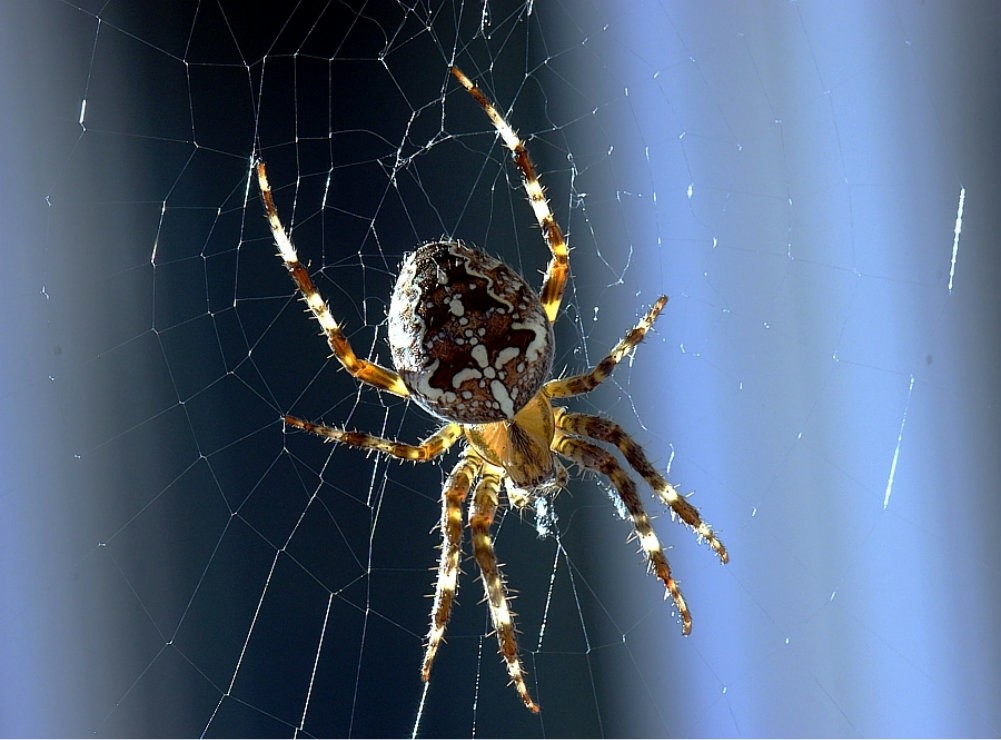 spiders arachnids spider web HD Wallpaper of Insects Bugs