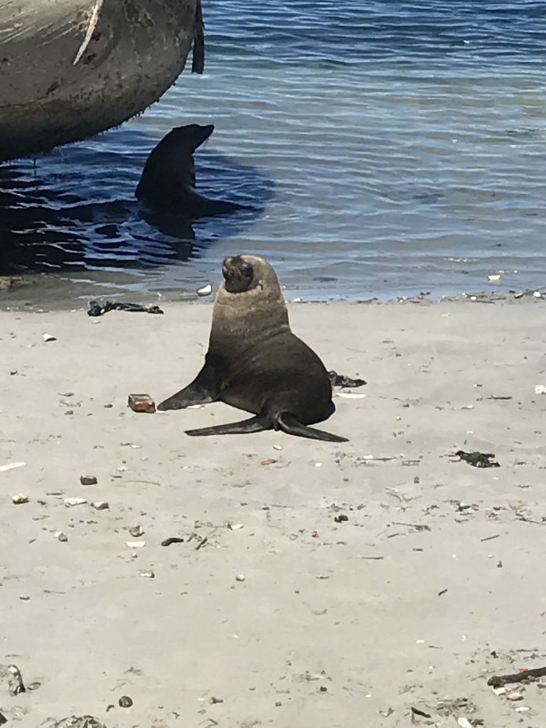 Southern Fur Seals From Hout Bay Wc Za On March At Wallpaper