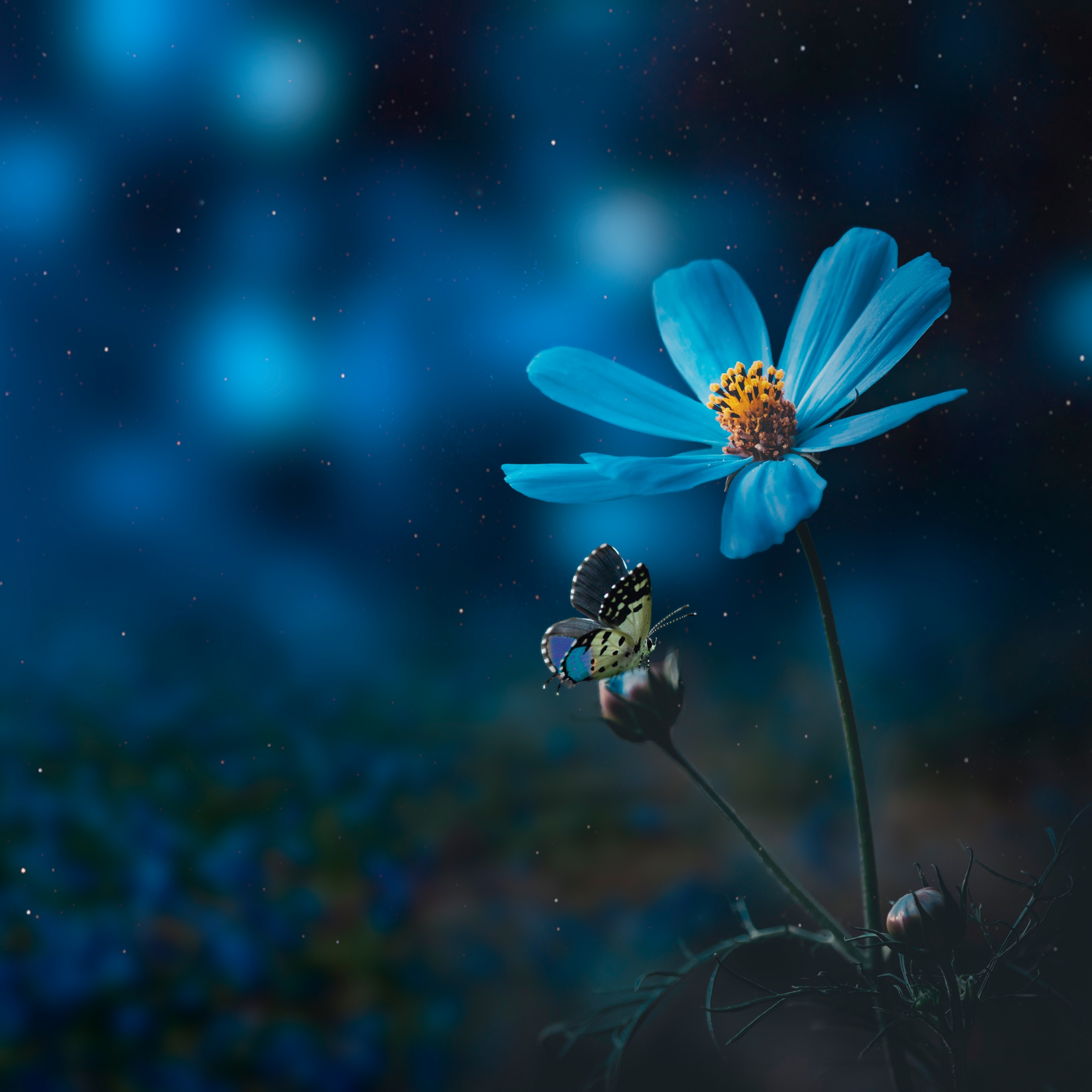 Blue Flower Wallpaper 4k Pollination Butterfly Bokeh