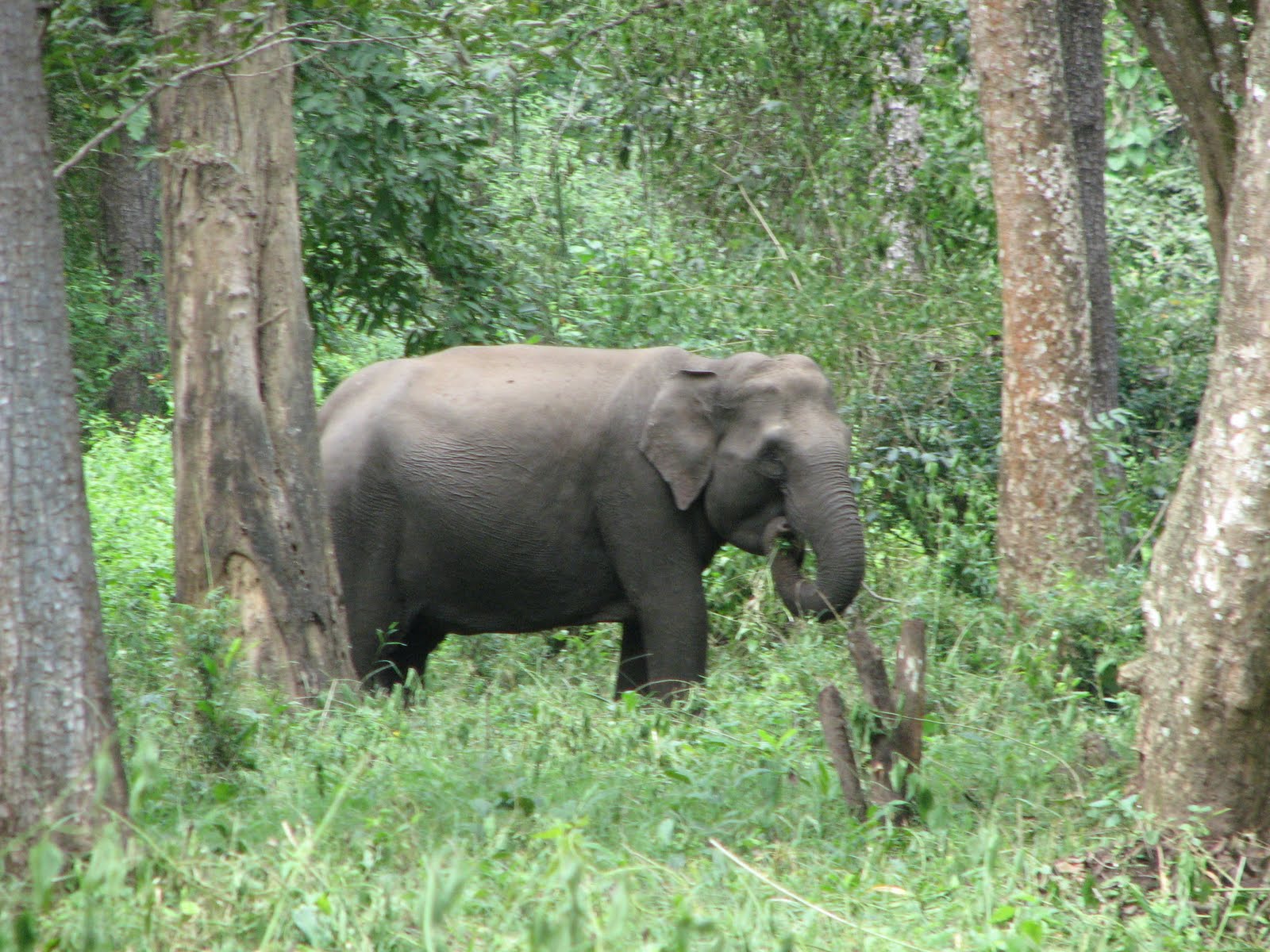 Handycam India Indian Forest Animals