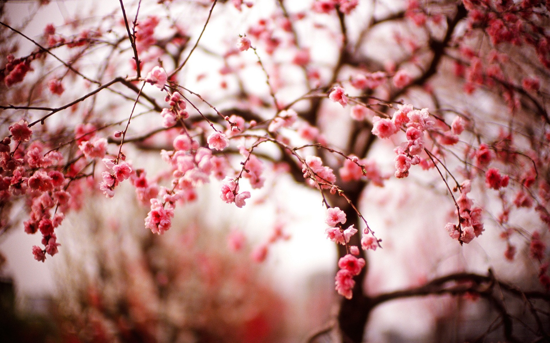 Beautiful Spring Cherry Blossom   Wallpaper High Definition High