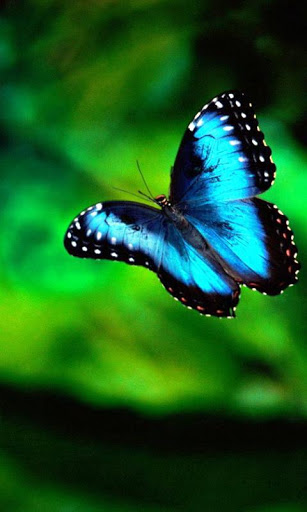 3d Butterfly Wallpaper Android Apps Games On Brothersoft