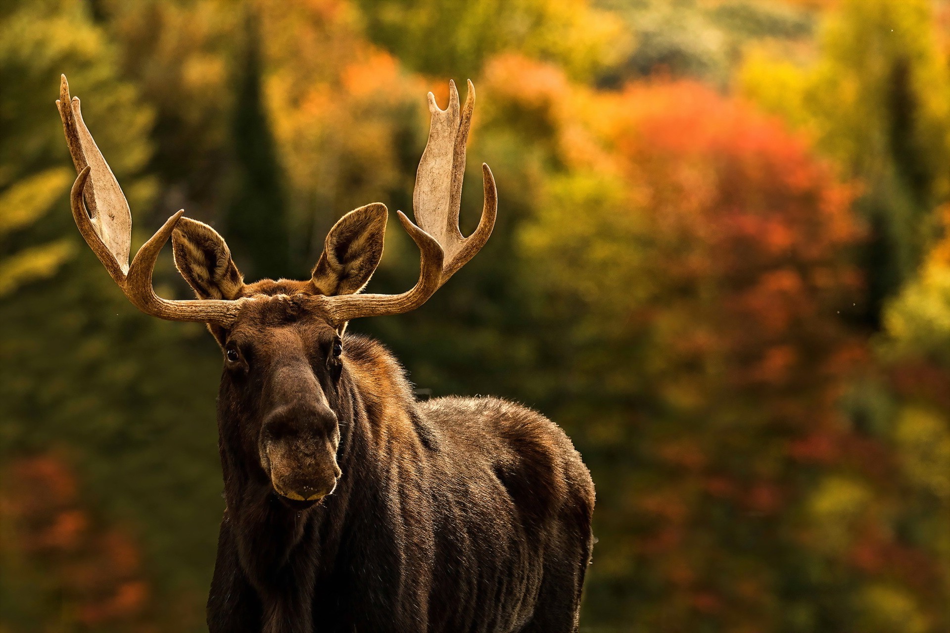 Animals Mammals Moose Wallpaper HD