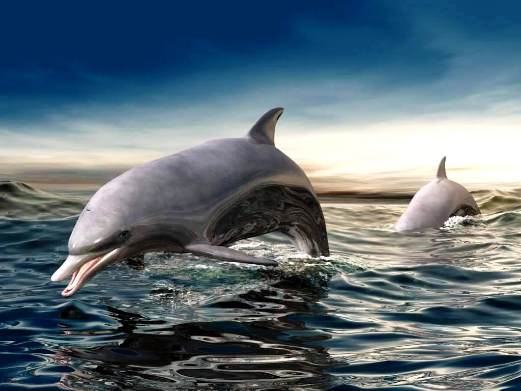 3d Dolphins Animated Wallpaper Hot HD