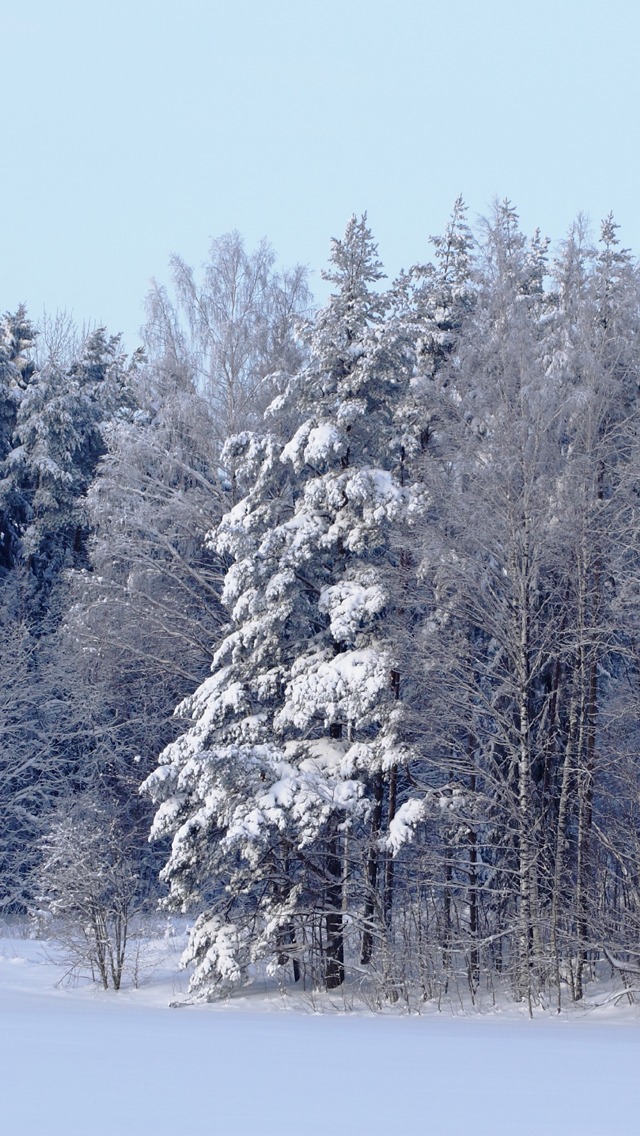 Wallpaper Winter Forest Scene iPhone