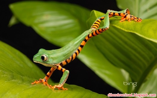 Lemur Frog Tiger Striped Stretching On A Leaf