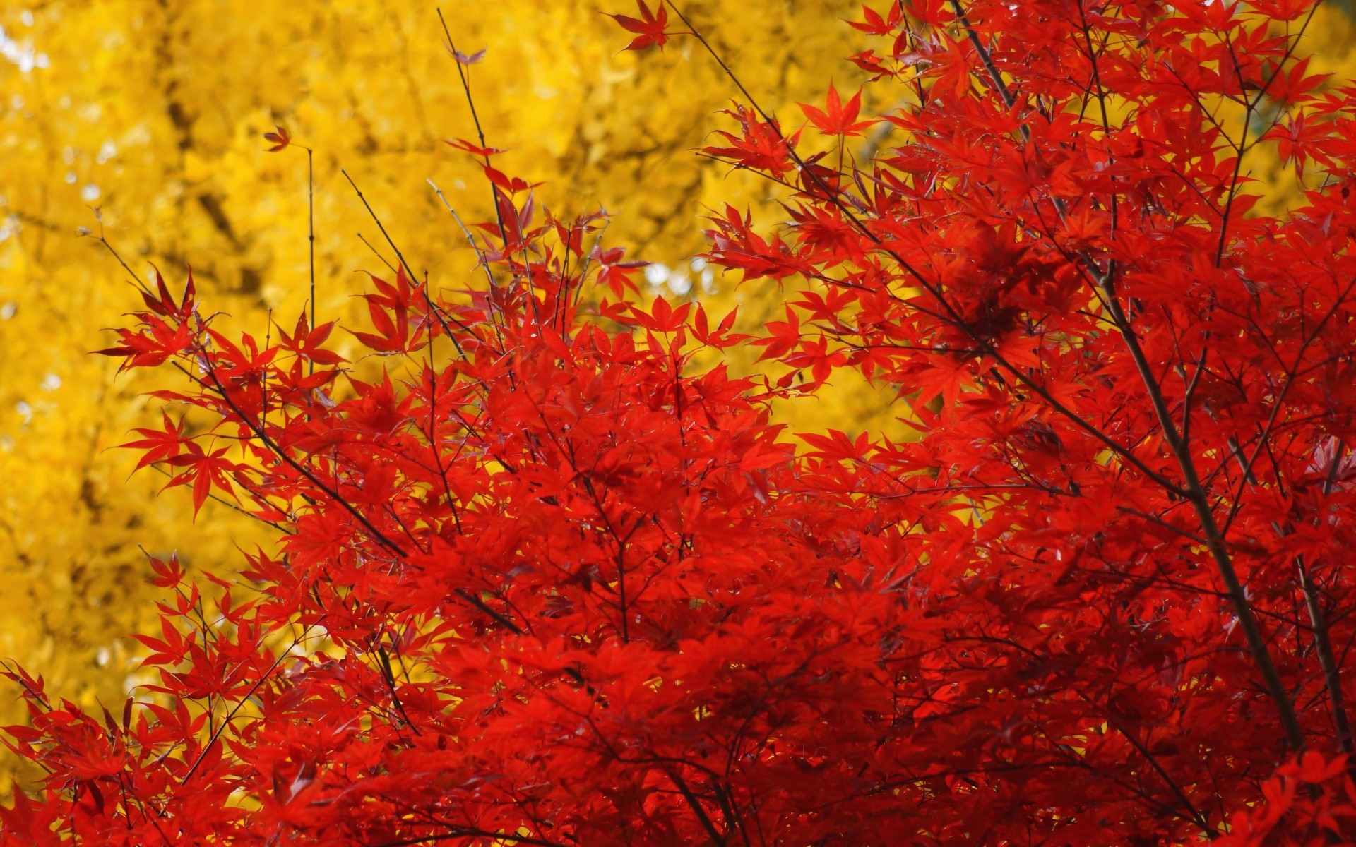 Autumn Trees Crown Leaves Yellow Red Maple Wallpaper