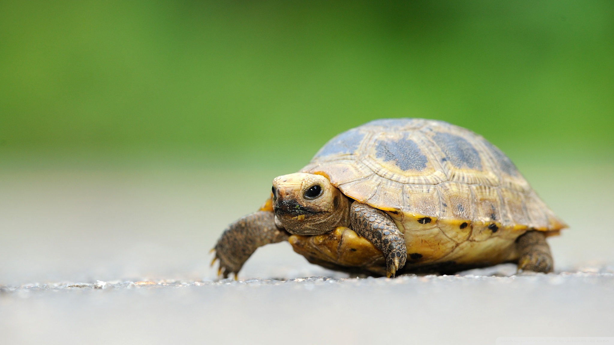 Cute Tortoise Wallpaper Image In Collection