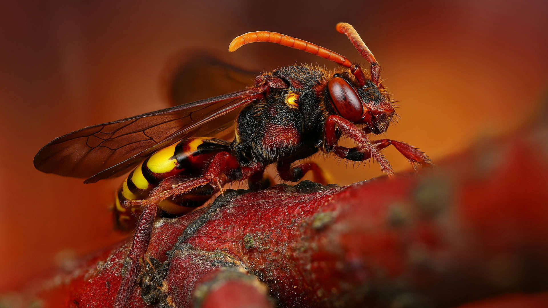 Insect Wallpaper S