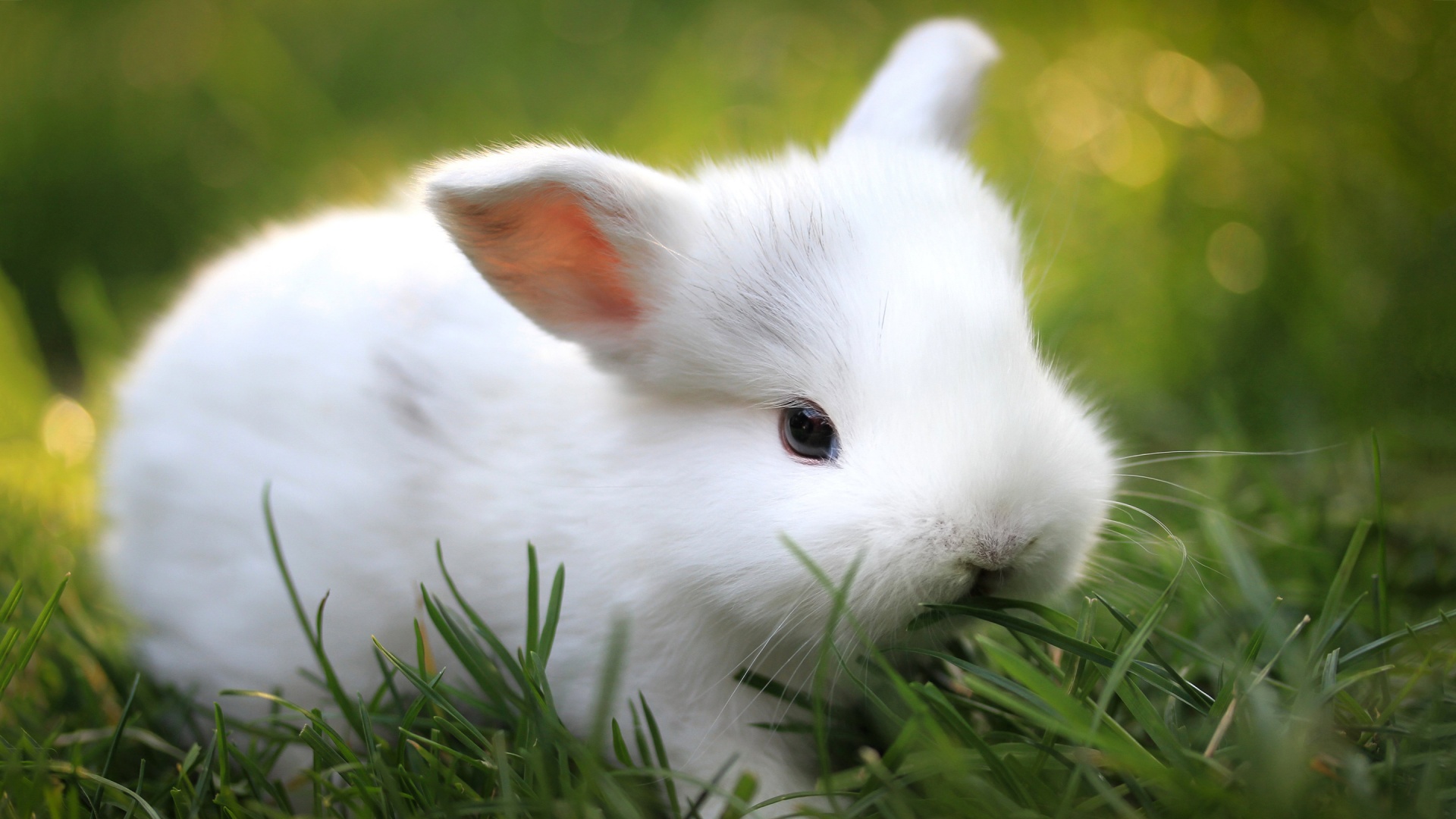 Cute White Bunny Full HD Desktop Wallpaper 1080p