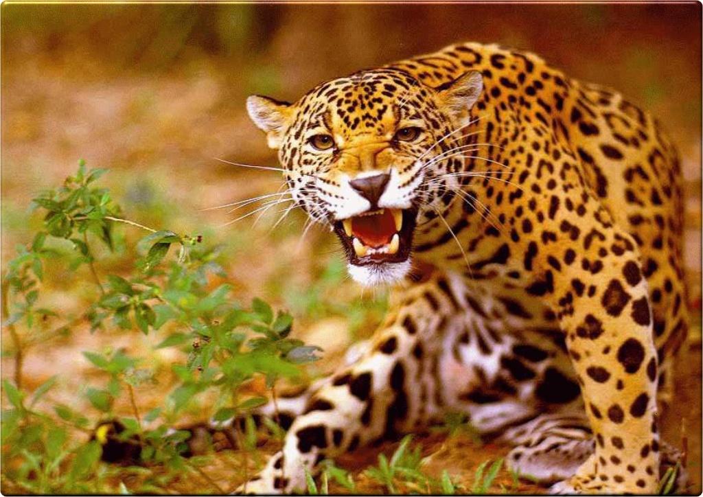 Free download Wallpaper Animal Jaguar [1024x724] for your Desktop, Mobile &  Tablet | Explore 93+ Jaguares Wallpapers | Black Jaguar Wallpaper, Jaguar  HD Wallpaper, Jaguar Desktop Wallpaper