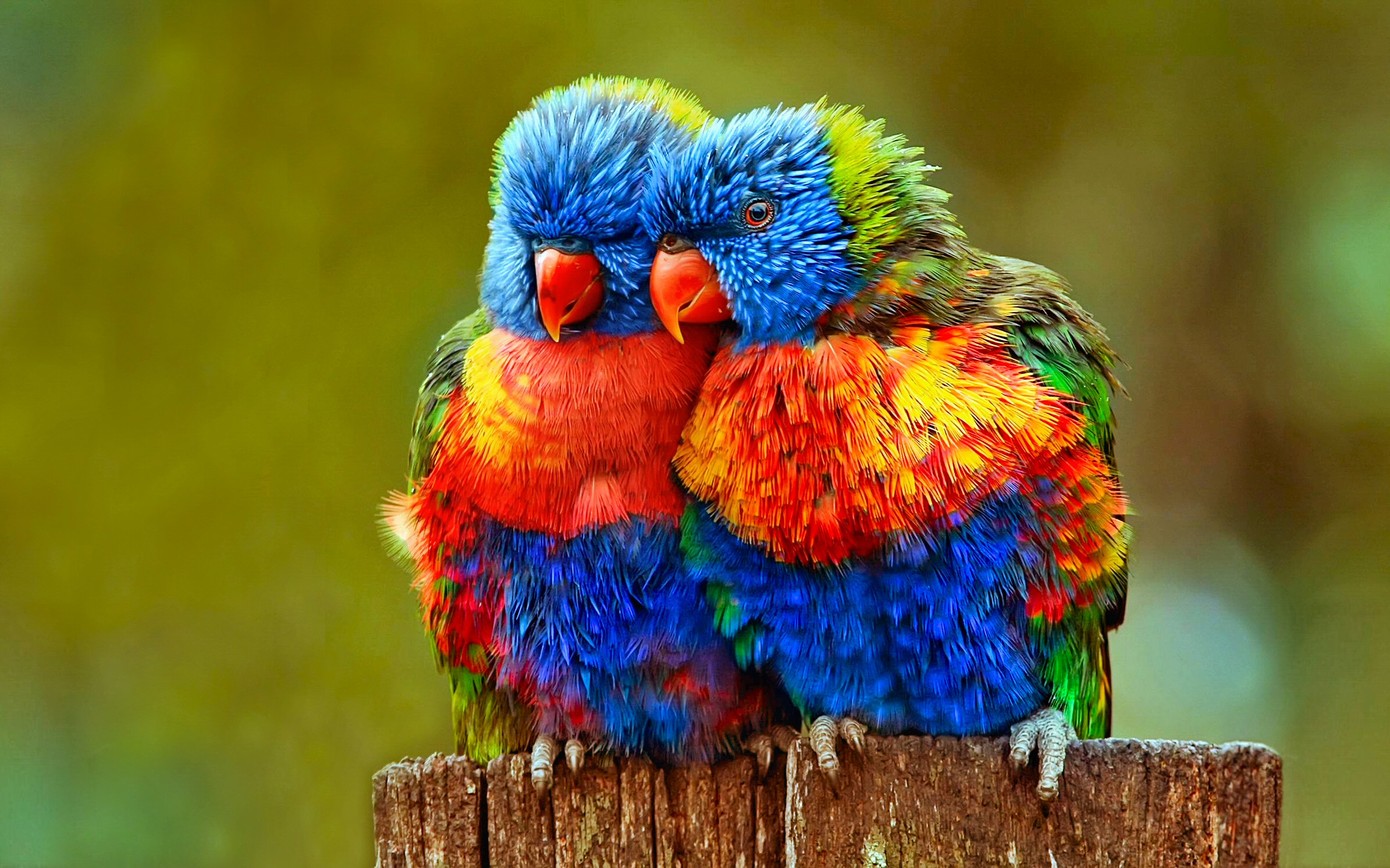Rainbow Lorikeet HD Wallpaper Background Image