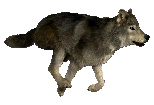 wolf gif
