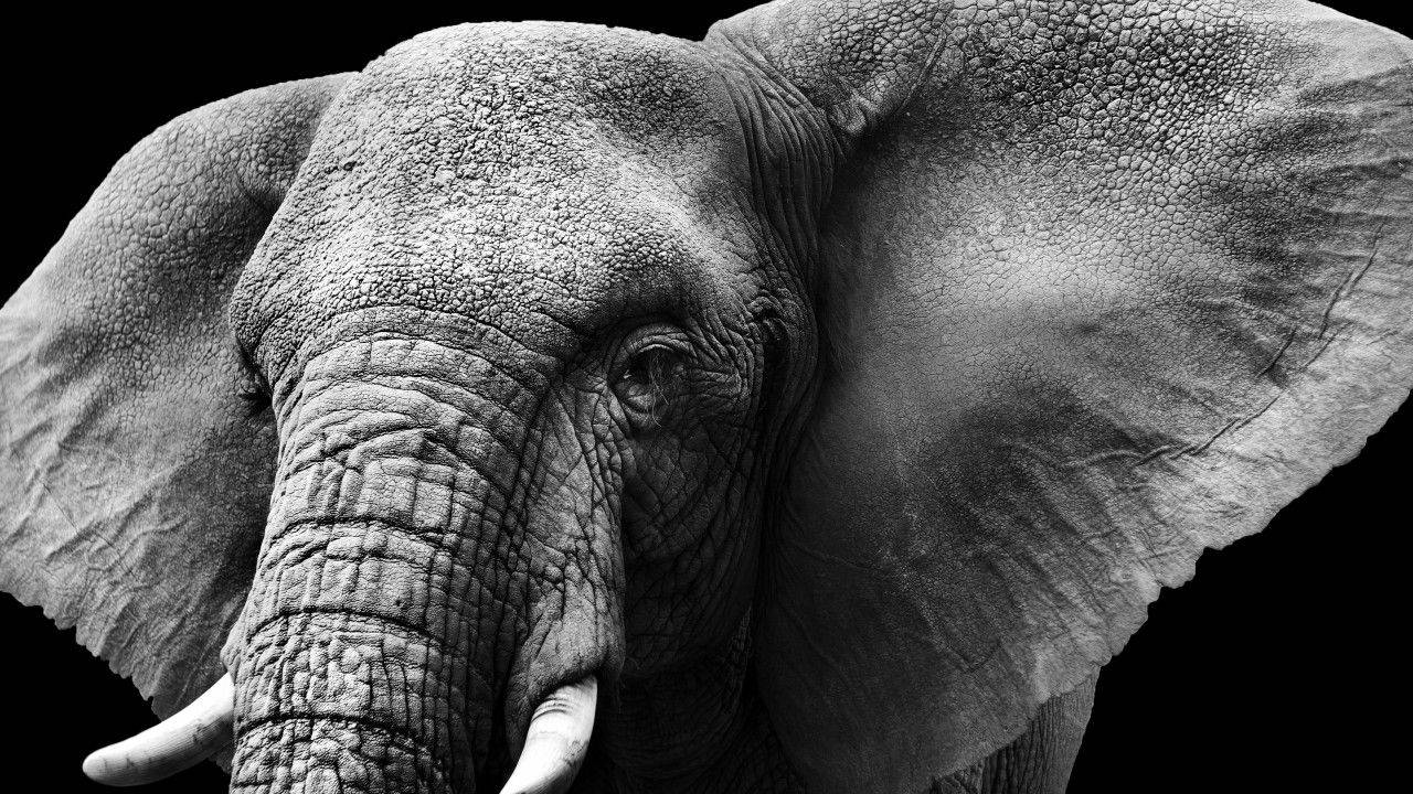 Top Elephant Wallpaper Full HD 4k To Use