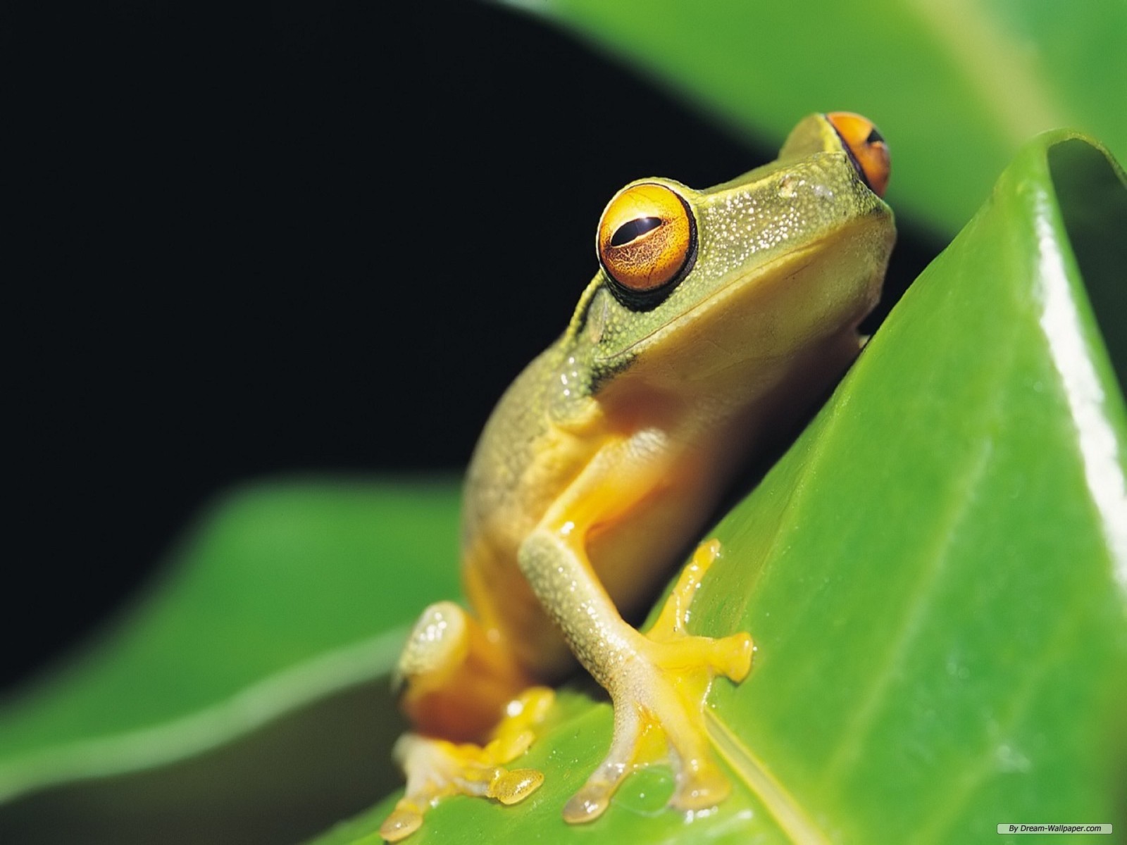 Related Pictures 3d Frog Wallpaper