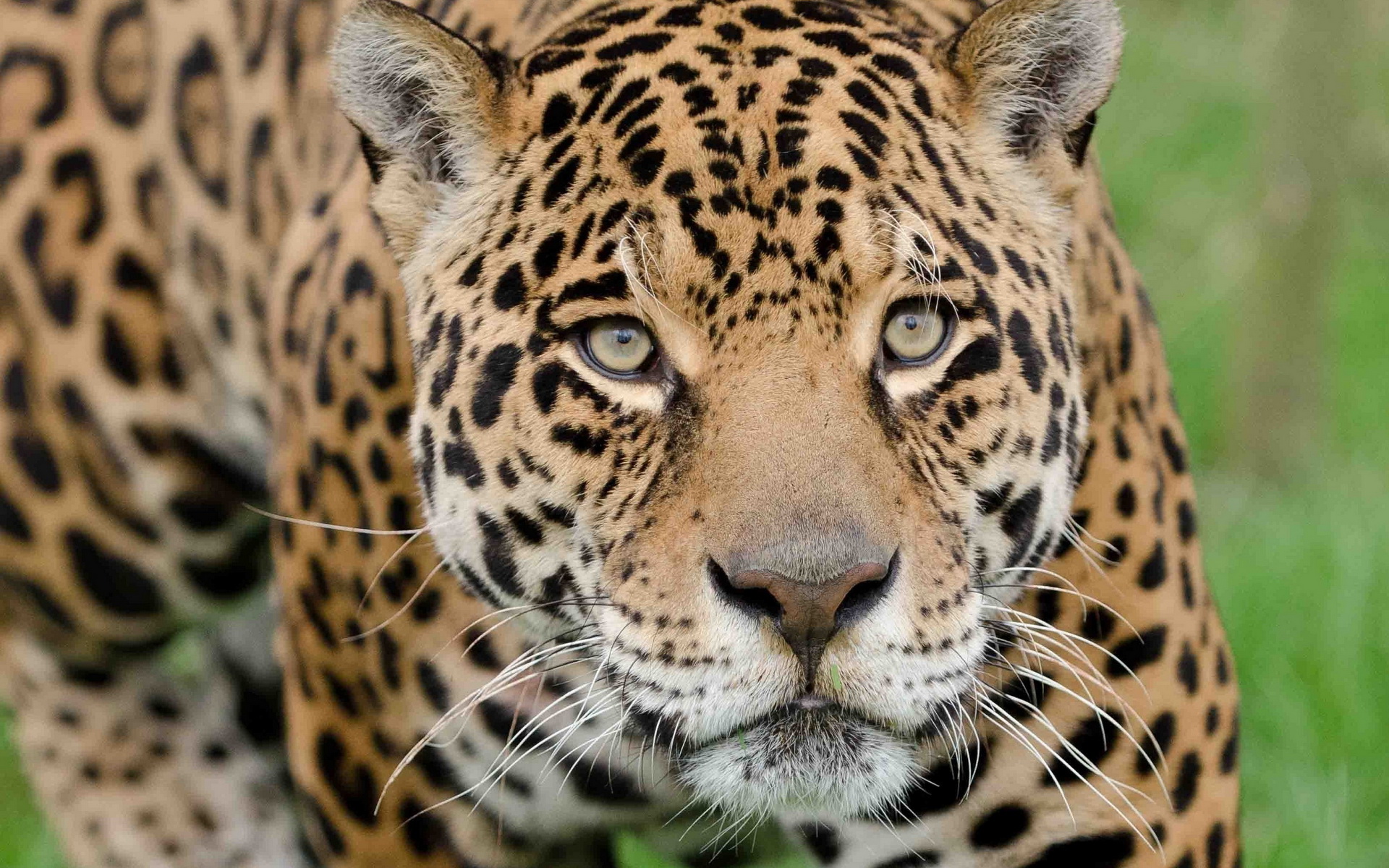 Jaguar Full HD Wallpaper And Image
