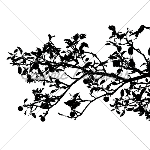 Apple Tree Branch Silhouette As A Design Element
