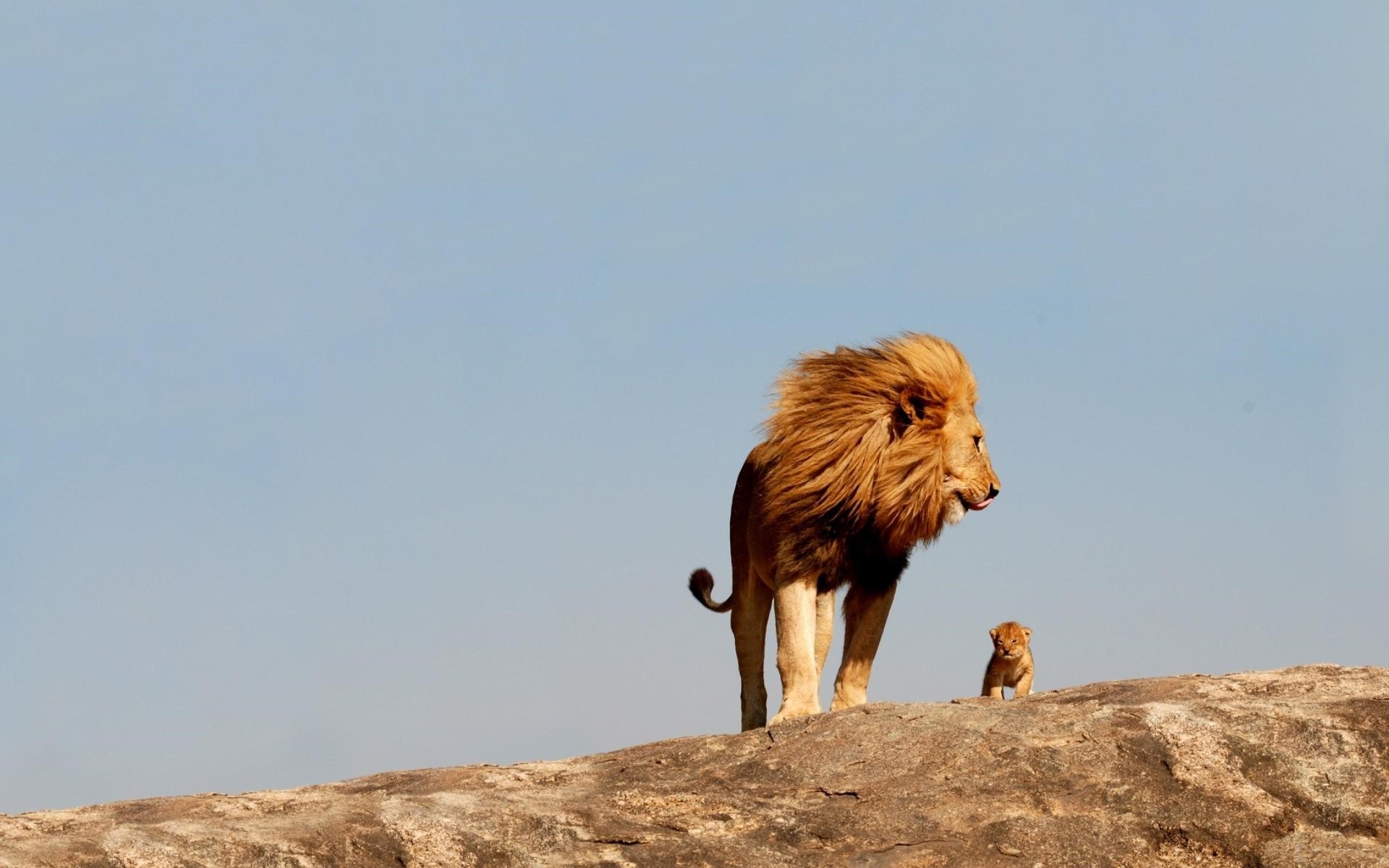 Lion And Cub Standing Together Fearless Wallpaper HD