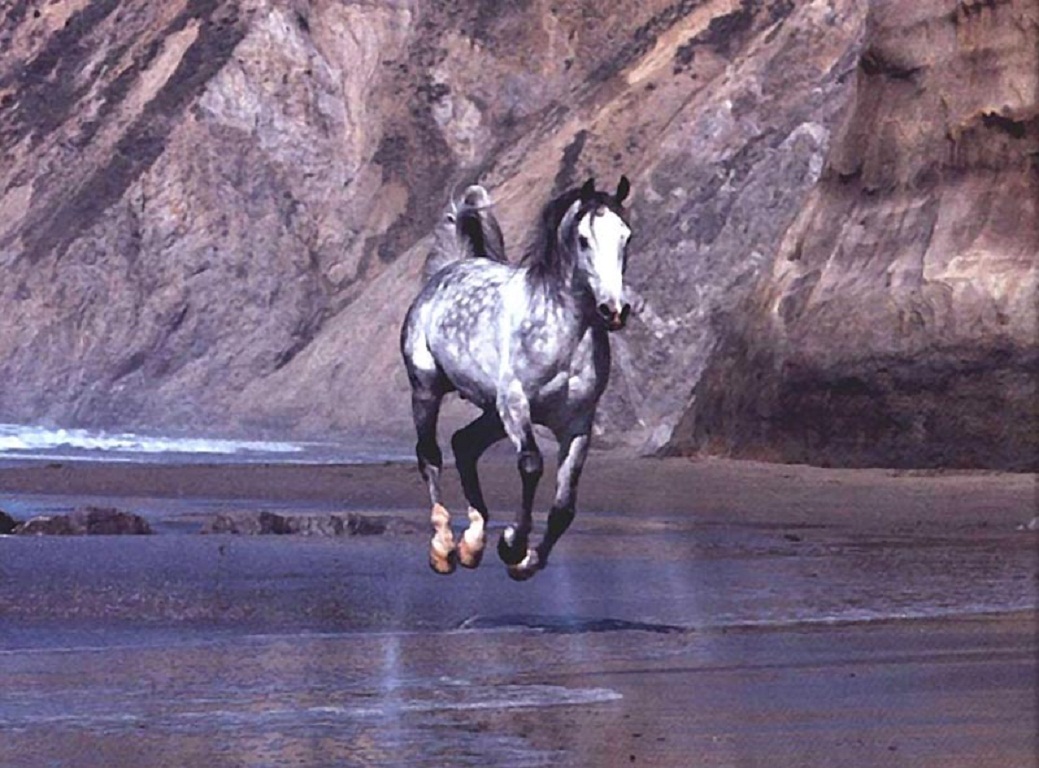 Horse On A Beach Wallpaper
