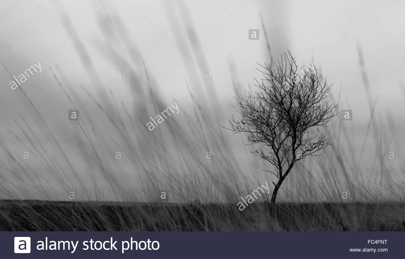 [25+] Solemn Background WallpaperSafari