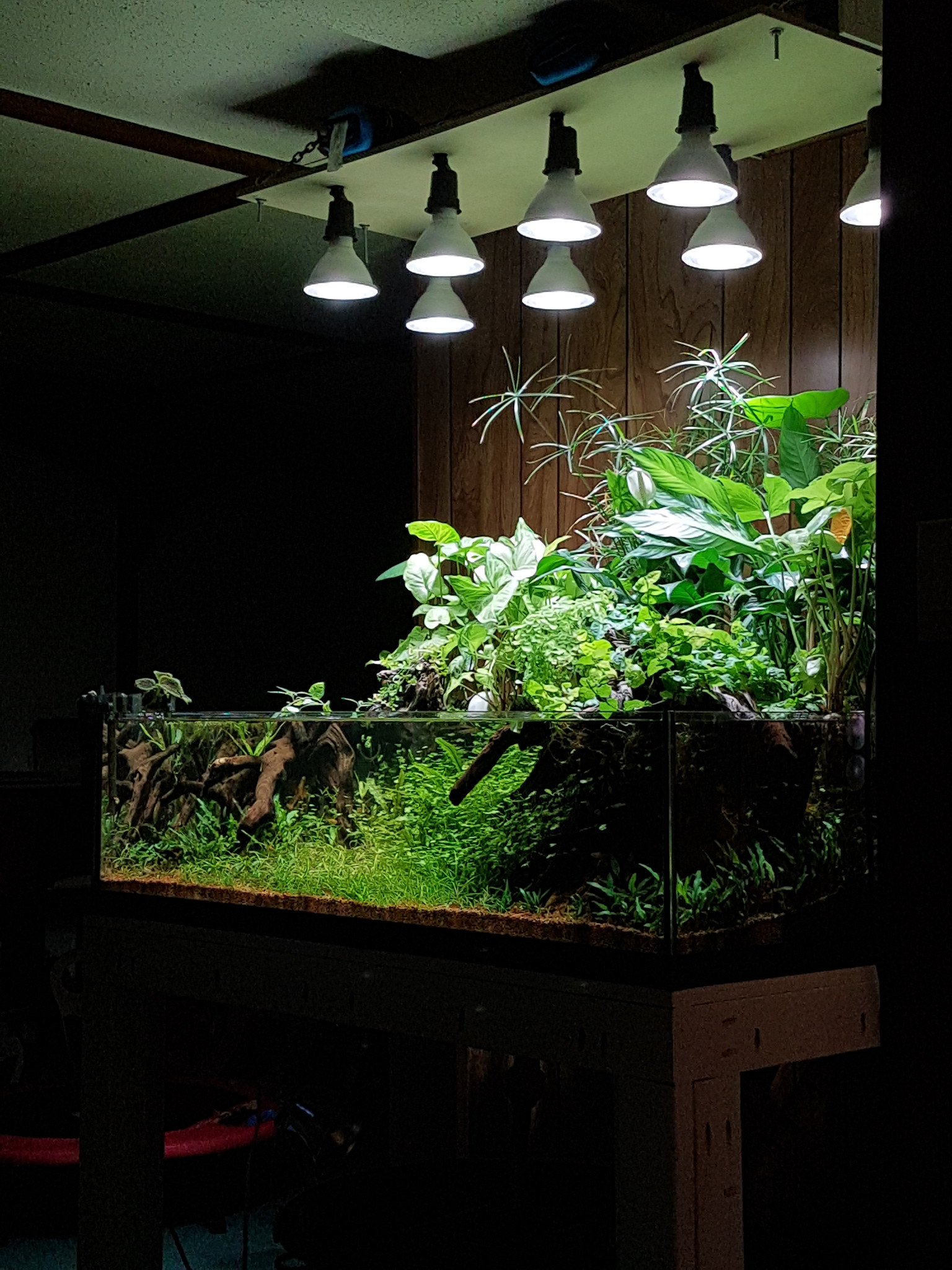The Celestial Swamp Riparium Paludarium Hybrid By Nigel Tobey
