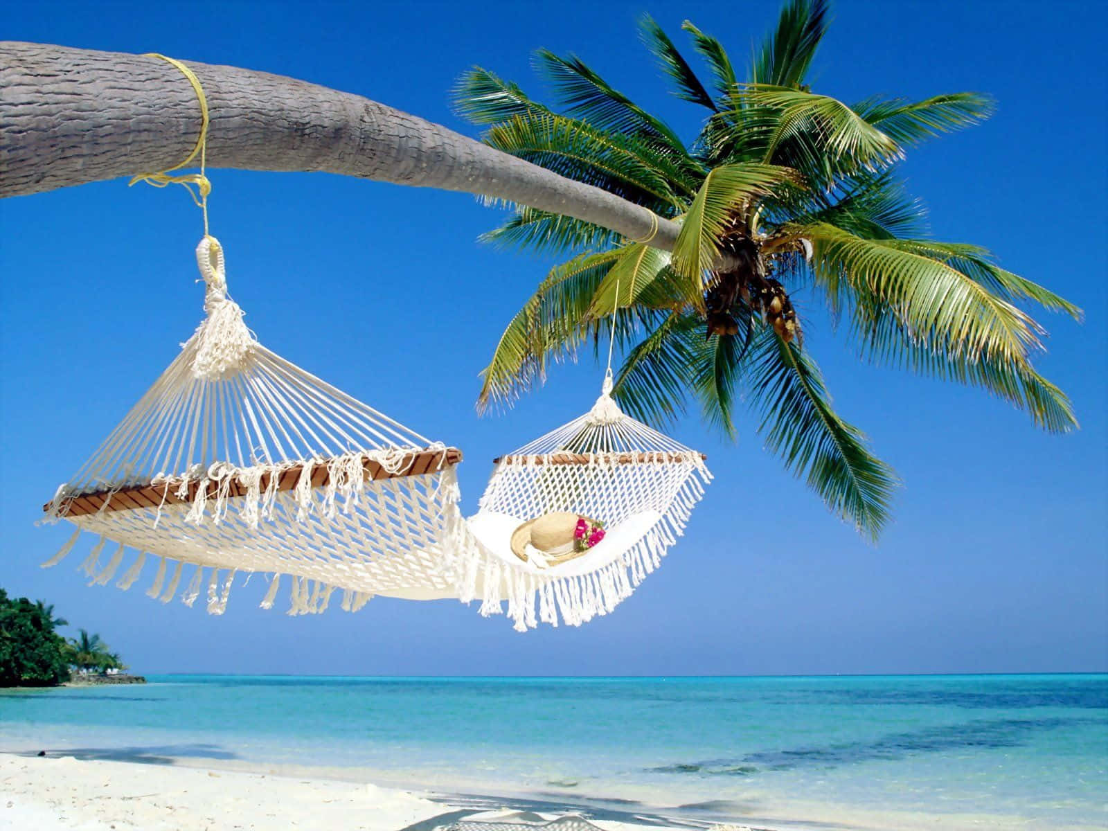 Palm Tree Beach Wallpaper