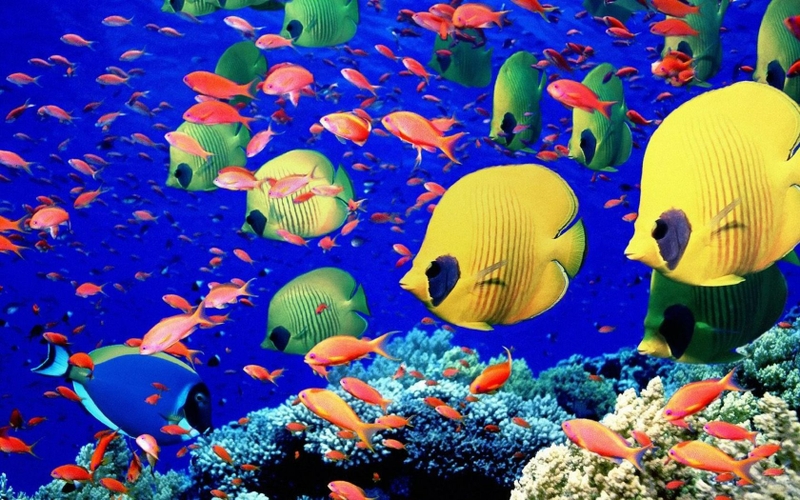  tropical 1680x1050 wallpaper Animals Fish HD Desktop Wallpaper