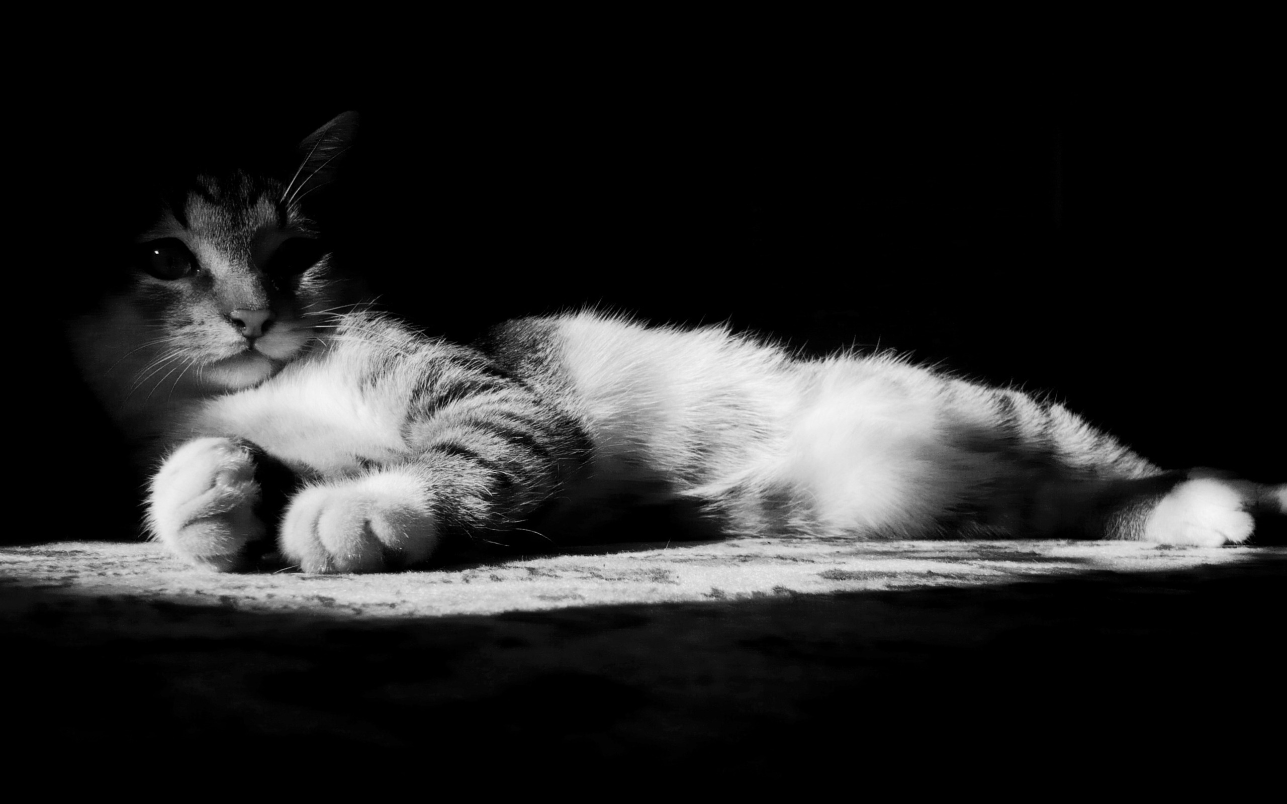 Kitten In Black And White Wallpaper Lazy