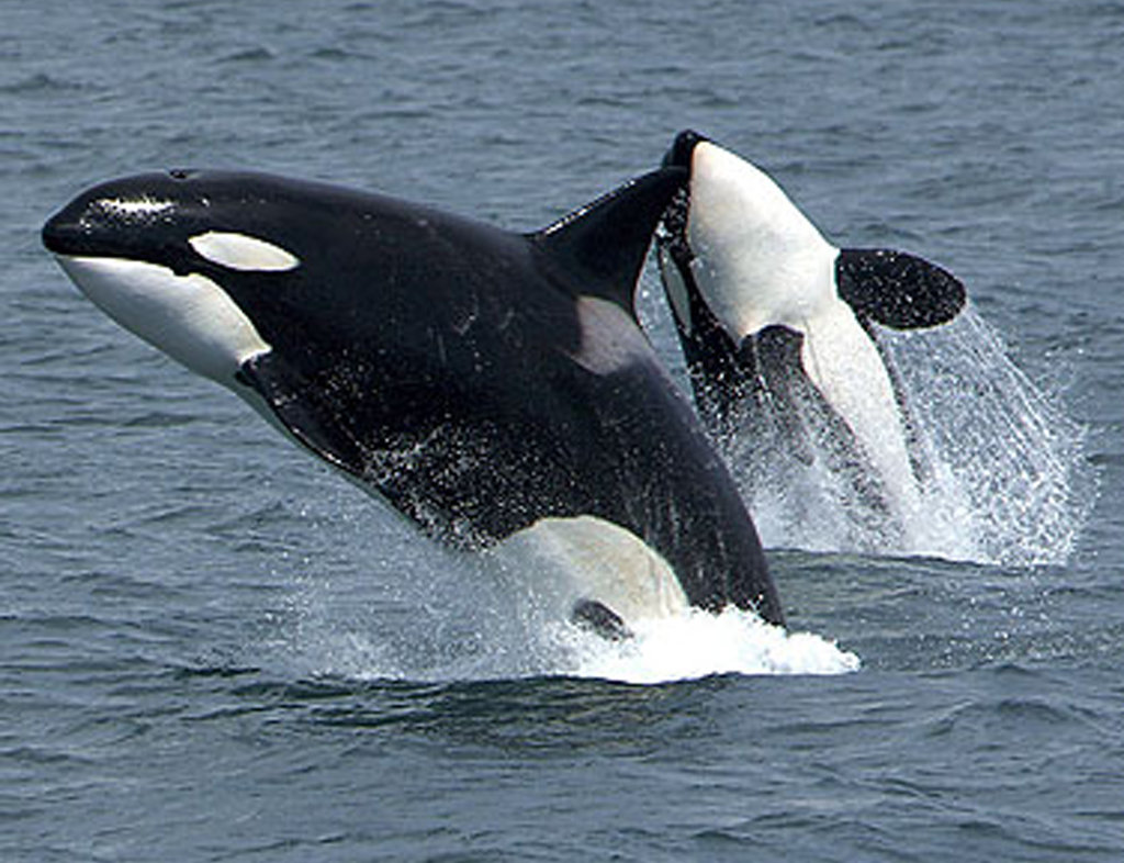Here Are Some Pictures Of Orca Whales