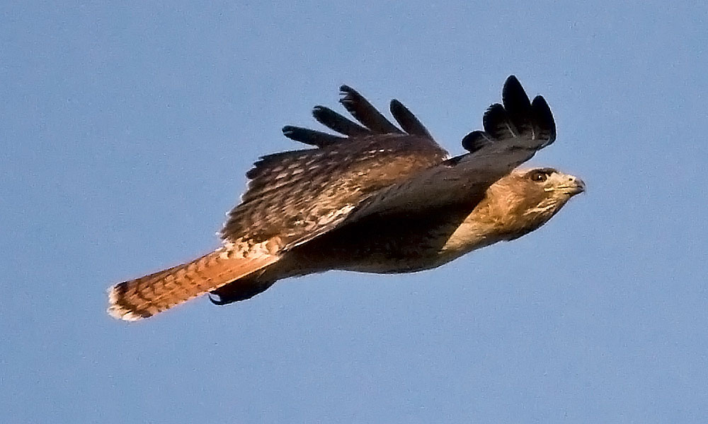 Hawk Red Tail Colorado Tailed Wallpaper HD For Android