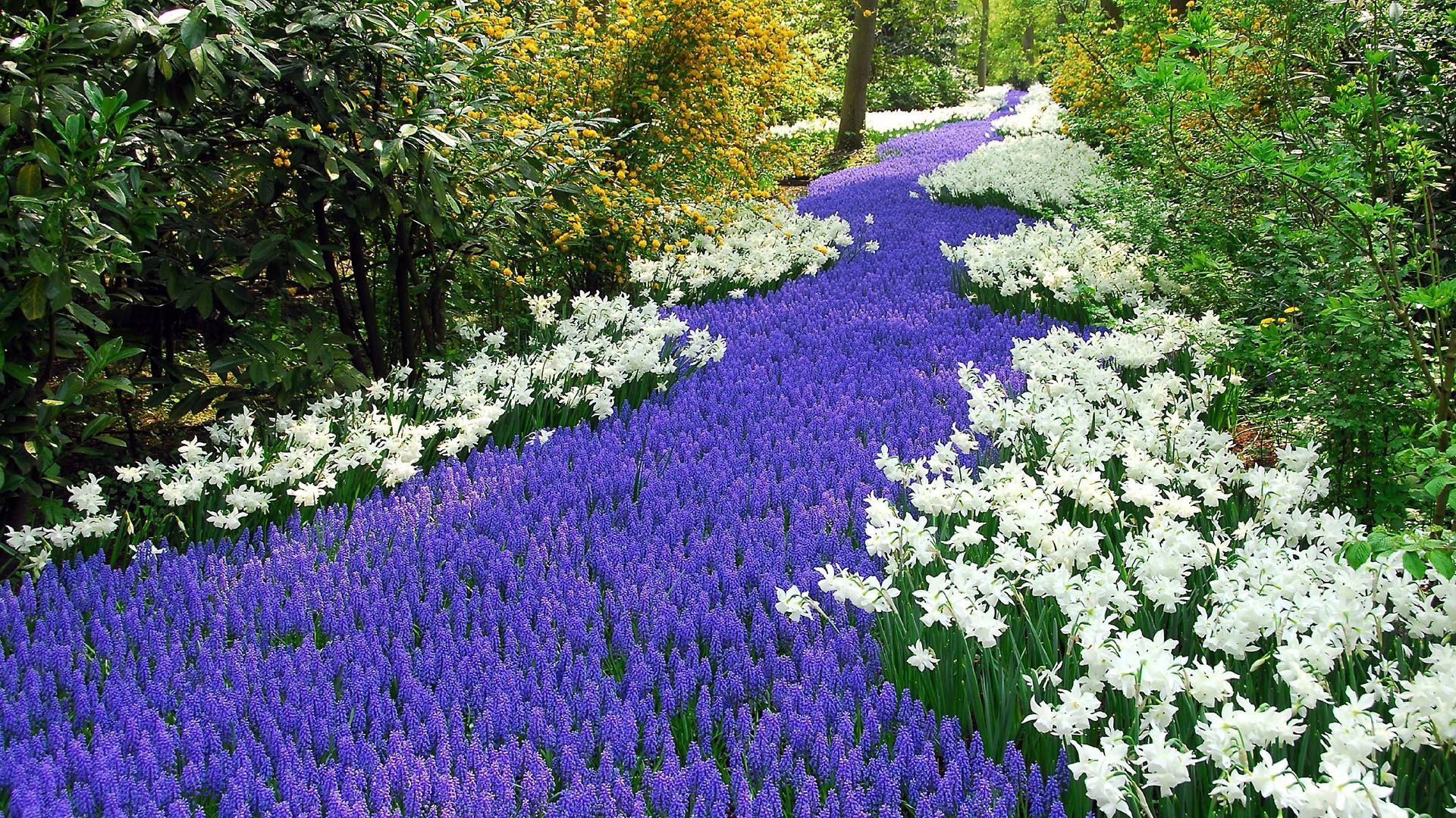 Cool Hyacinth Wallpaper For Mobile HD