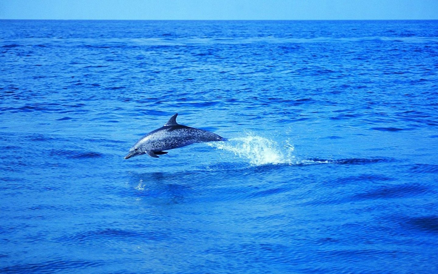 Wallpaper Dolphin Pictures